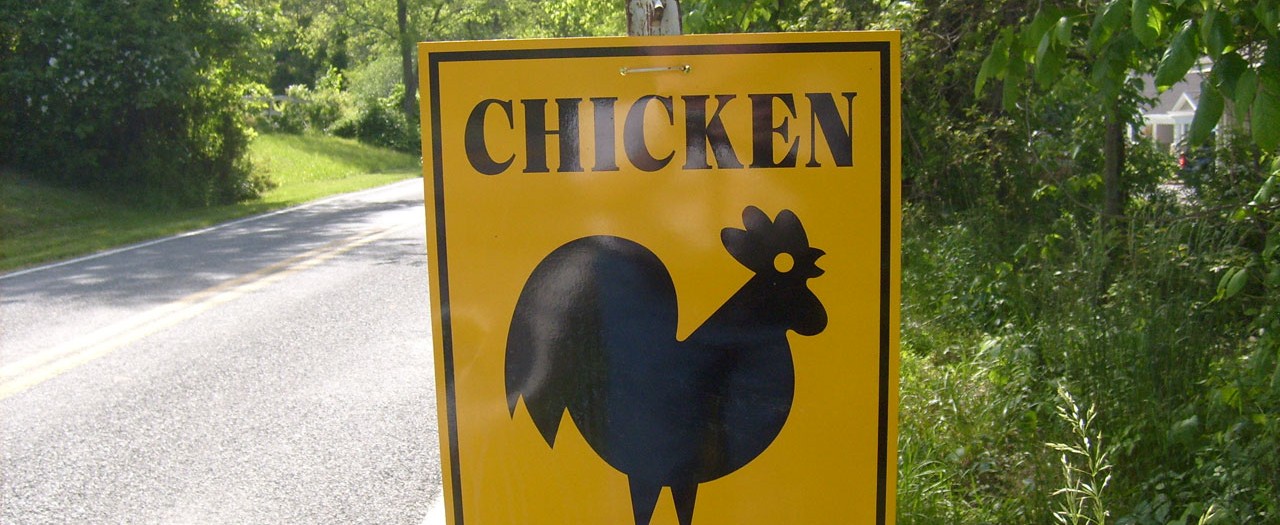 Why Did the Chicken Cross The Road