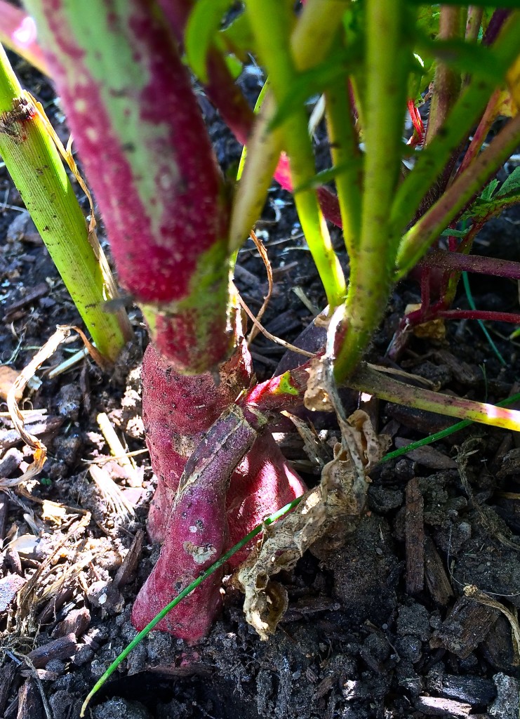 radishes in the ground